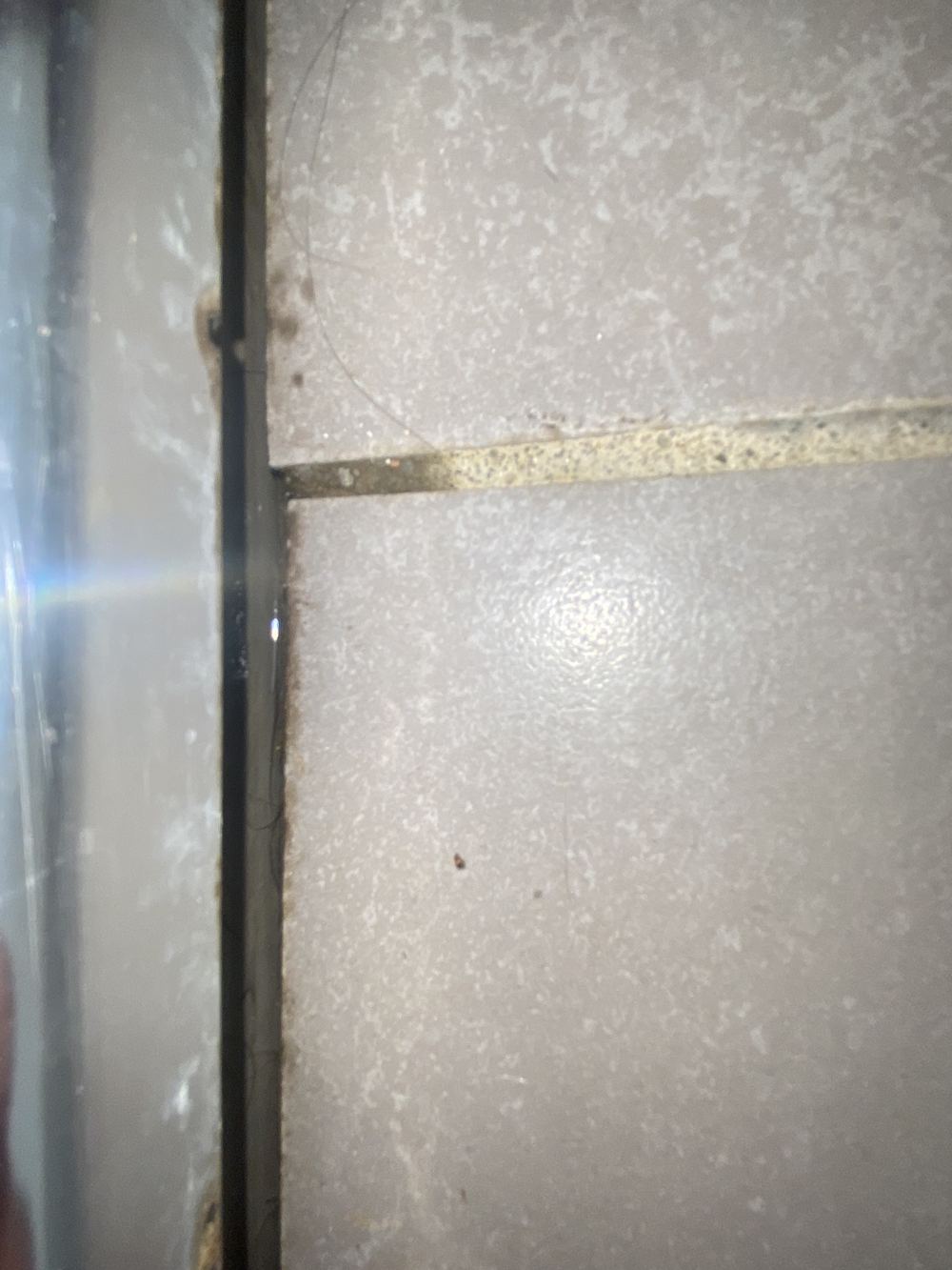 Water sitting under an ensuite shower, seen through a gap in the tiles, found during a pre-purchase inspection in Casula